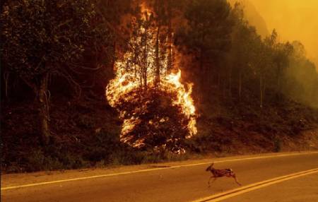 عکسهای جالب,عکسهای جذاب,آتش سوزی جنگلی  